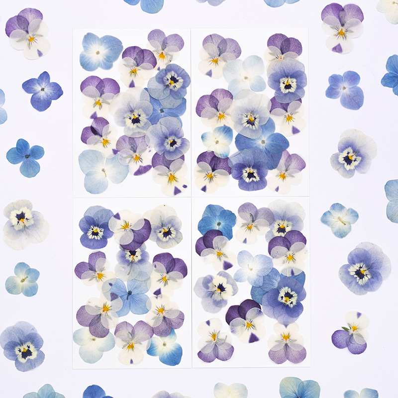 Candle Supplies In - 12 Pezzi, Petali Naturali di Viola